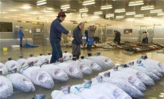 零下60度金槍魚冷庫造價需要多少錢？